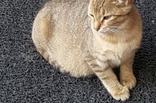 202 giraltar - katze